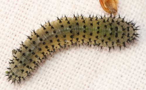 Periclista albida
